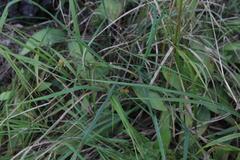 Melica nutans