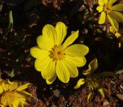 Rhynchopsidium pumilum