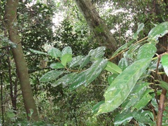 Cassipourea gummiflua
