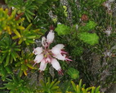 Erica petraea