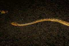 Protobothrops flavoviridis