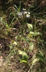 Erigeron annuus