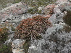 Erica petraea