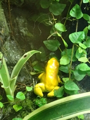 Phyllobates terribilis