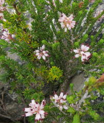 Erica petraea