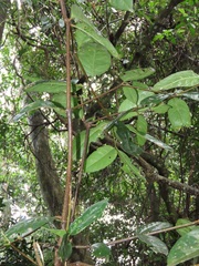 Cassipourea gummiflua