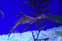 Phyllopteryx taeniolatus