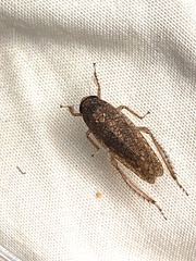 Texananus longipennis
