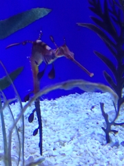 Phyllopteryx taeniolatus