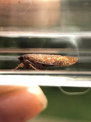 Texananus longipennis