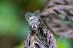 Pollinia