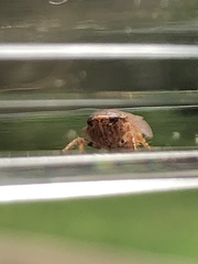 Texananus longipennis