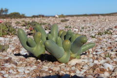 Mesembryanthemum digitatum