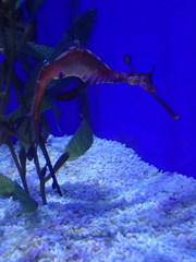 Phyllopteryx taeniolatus