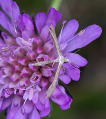 Stenoptilia bipunctidactyla