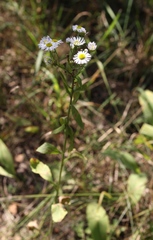 Erigeron annuus