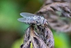 Pollinia