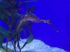 Phyllopteryx taeniolatus