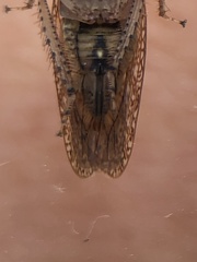 Texananus longipennis