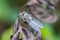 Pollinia