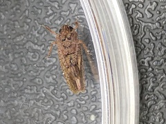 Texananus longipennis