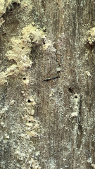 Rainieria antennaepes