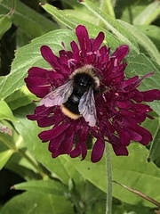 Bombus