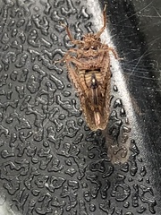 Texananus longipennis