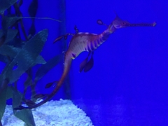 Phyllopteryx taeniolatus