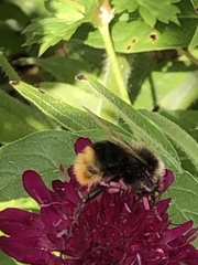 Bombus