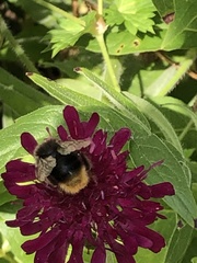 Bombus