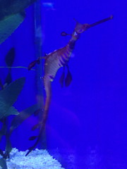 Phyllopteryx taeniolatus