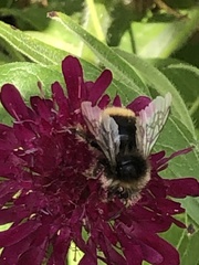 Bombus