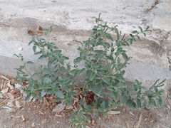 Heliotropium europaeum