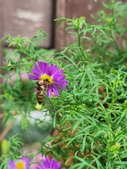 Episyrphus balteatus
