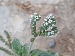 Heliotropium europaeum