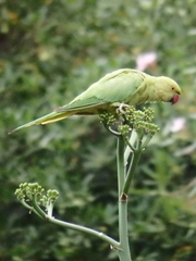 Psittacula krameri