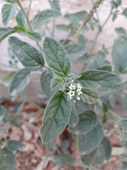 Heliotropium europaeum