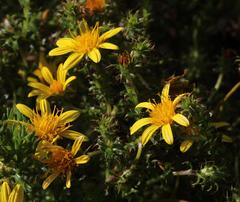 Cullumia setosa setosa