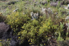Cullumia setosa setosa
