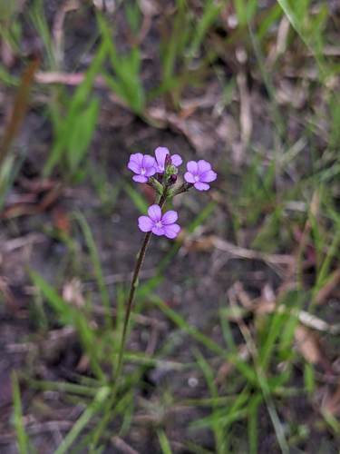 Buchnera floridana (Buchnera floridana)