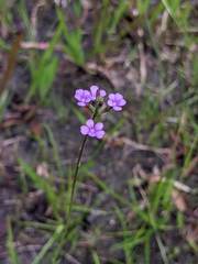 Buchnera floridana image