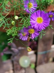 Episyrphus balteatus