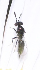 Macroglenes