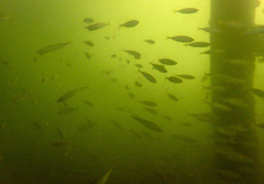 Trachurus