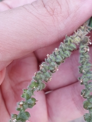 Heliotropium europaeum