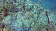 Mycetophyllia