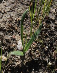 Ornithogalum hispidum