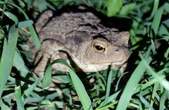 Bufo bufo