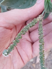 Heliotropium europaeum